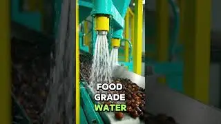 | Inside a Date Processing Factory From Farm to Export Packing
