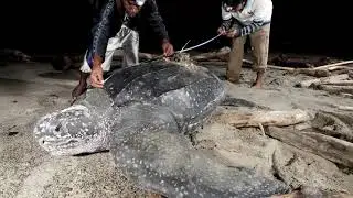 Kei Island Southeast Maluku Pulau Kei Maluku Tenggara INDONESIA