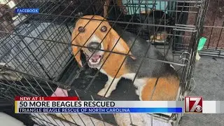 50 more beagles rescued, group says