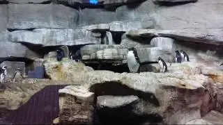 Penguin Encounter in Shedd Aquarium Chicago