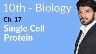 10th Class Biology Chapter 8 - Single Cell Protein - Class 10 Biology Chapter 17