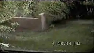 Bobcat kittens