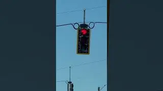 Bird Feeds Its Babies Inside Red Light of Traffic Signal - 1317669