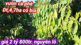 Bán vườn cà phê 4,7ha đả  có bìa  giá 2 tỷ 800tr nguyên lô, cách đường bê tông trang trại  heo 500m