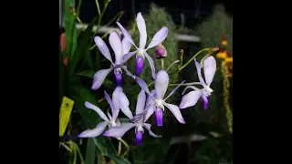 Orchidee, come prevenire le malattie - Vanda Pat Arcari 'Nuit Blue'