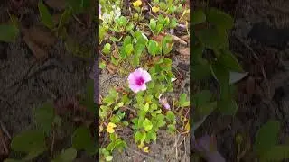 Beach flowers.