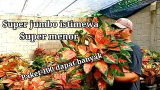 Spesial promo rumpunan aglonema menor, 100k dapat banyak