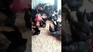 austarlorp chicks for sale in chakwal 💯 percent guaranteed