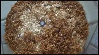 How to Gutload Mealworms