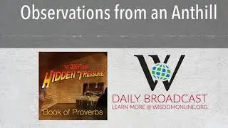 Observations from an Anthill