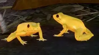 Planet Zoo - Golden Poison Frog Gameplay (PC HD) [1080p60FPS]