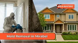 Mold Removal in Mirabel