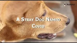 STORY OF A STRAY DOG NAMED COVID