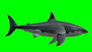 Green Screen Shark video effects