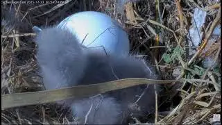 Captiva Eagle- Bieliki  -  Connie & Clive - Pierwsze , trudne karmienia CE14🐥🌹🍀🥚🌹🍀 23/12/2025