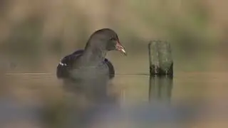 Beautiful Common Moorhen