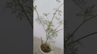 Growing Organic plants and herbs Aloevera Coriander on terrace garden #gardening #nature #trending