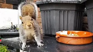#squirrel video no.147 - Going nutty over blended up nuts!