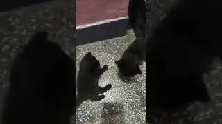 ccat  fight ...........,, #editor #cat