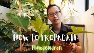 How I propagate the painted lady.