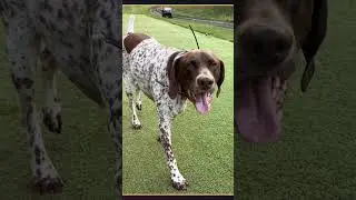 The Golf Dogs of the Week - August 27 @GolfChannel #golfdogs