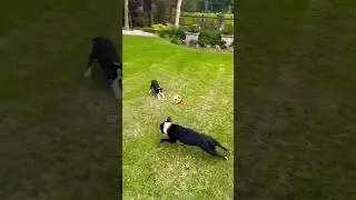 @ale🤣 #funny #comedy #viral #animals #dog #shorts #youtubeshorts #viralvideo #comedyvideo #new