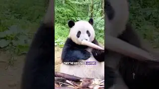 Боятся ли большие панды падать? 🐼#животное #панда #мило
