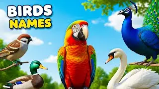 Bird Names for Kids | Learn Birds Names | Kids Learning Video