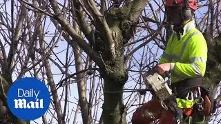 Several Sheffield tree-felling protesters arrested in 2017 - Daily Mail