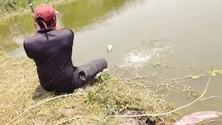 Fish hunting | Best fishing | Rohu fish catch