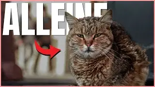 DAS sind die häufigsten Gründe, weshalb Katzen AUSGESETZT werden! 💔(Traurig)