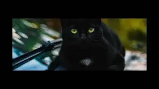 Why Your Cat Brings You 'Gifts' &ndash; The Sweet Truth Revealed!
