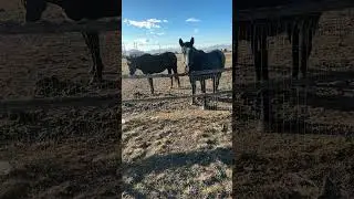 Welcome to Huttinger Ranch & Equine Assisted Therapy! Meet Elvis and Priscilla in slow motion!
