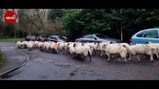 Residents in Garston wake up to escaped sheep flock roaming estate