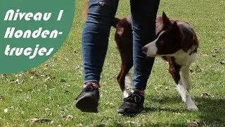 Hond leren slalommen tussen je benen