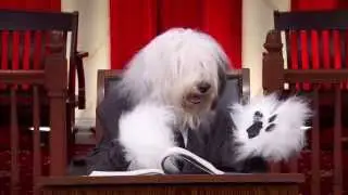 Wood v.  Moss - #RealAnimalsFakePaws #PuppyJustice