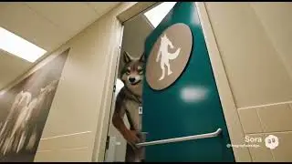 Stalking The Elusive Dire Wolf Museum Curator In His Lair