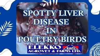 SPOTTY LIVER DISEASE IN POULTRY BIRDS