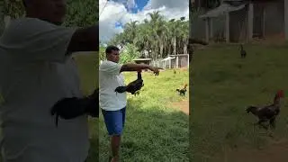 Hj eu estive mais uma vez olhando essas pinturas.