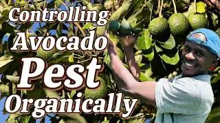 The Secret to Organic Avocado Pest Control