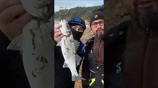 First sea bass of a 5-day adventure. Full video on YouTube. #fishing #surfcasting