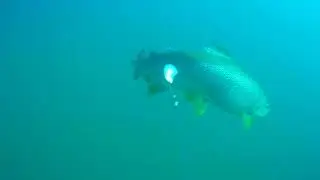 Giant Wild Brown Trout - Underwater Footage from Northern Norway