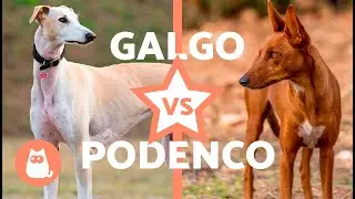 Diferencias entre GALGO y PODENCO 🐶 (Características Físicas, Carácter, Cuidados y Salud)