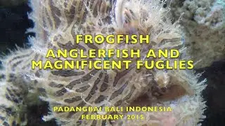 Frogfish, Anglerfish & Magnificent Fuglies | Dive Padangbai Bali