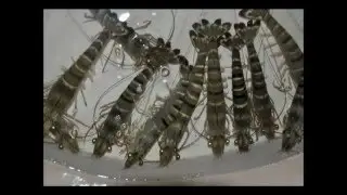Induk Udang Windu Produksi BBPBAP Jepara