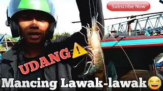Mancing Udang Lawak-lawak ⁉️|| PANCING MANIA || BATU BARA, SUMUT