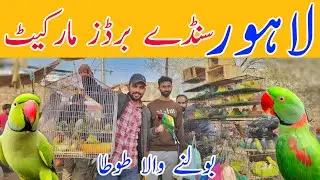 Lahore sunday birds market New update price 22-2-2026 #lahorientertainmentchannel #birds #pets #cat 