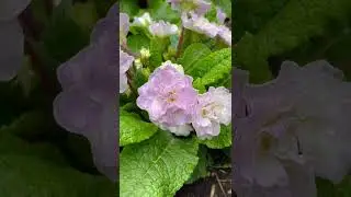 Двойная примула 💜🌸