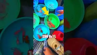 50 Koi Fish Buy Kiya 🤯 #shorts #aquarium #fishshorts #koifish #koifishbuy #ytshorts #galiffstreet