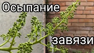 Осыпается завязь 😱 Или может не так страшен волк....!? 🤔 #виноград#завязь#соцветия#урожай#